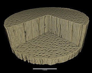 Microstructure of willow obtained by ANU's micro-CT facility. The fibres and capillaries are clearly visible at micron scale.