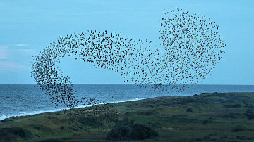 When is an atomic nucleus like a flock of birds?
