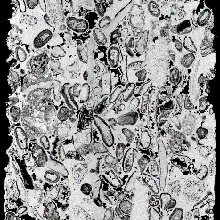 Chalk imaged with an X-ray CT microscope